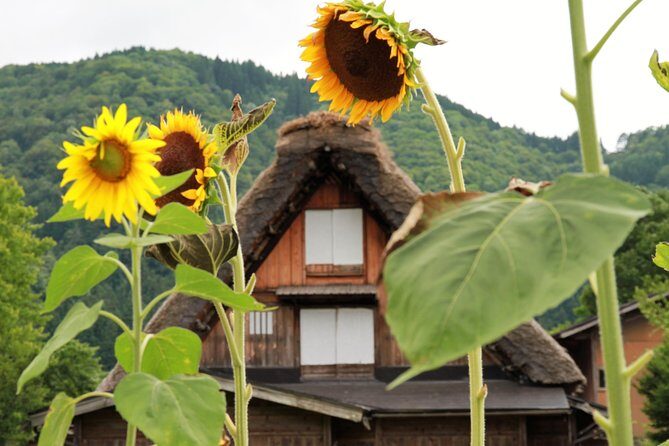 Private transfer Kanazawa to Takayama Including Shirakawago - Key things I’d clock before you book