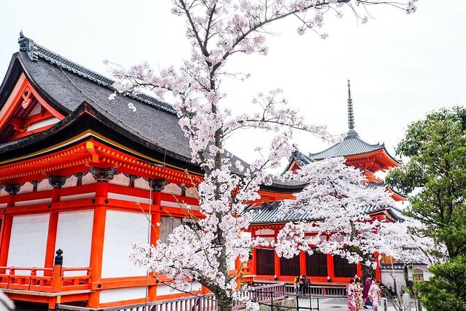 Private & Unique Kyoto Cherry Blossom "Sakura" Experience - Key things that make this Kyoto sakura day work