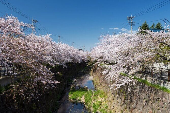 Private & Unique Nagoya Cherry Blossom Sakura Experience - Key Highlights You’ll Actually Feel