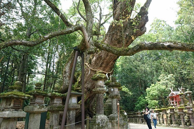 Relax in Nara: Deer Park, Todai-ji Temple and Merchants' Town - Price and value: what you’re paying for, and what you still need to plan