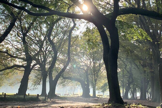 Sacred Morning Walk and Brunch Meiji Shrine - From shrine peace to Takeshita Street energy