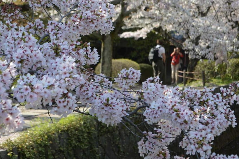 Sacred Pathways: Discover the Philosopher's Path of Kyoto - Key highlights worth prioritizing