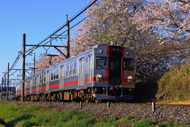 Sakura Magic and Nabana No Sato Day Tour From Osaka - Meeting point, timing, and the no-wait reality