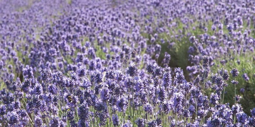 Sapporo: Furano Flower Sea & Biei Blue Pond Tour w/ Pickup - Roller Coaster Road drive-through: fun optics, keep your seat in mind