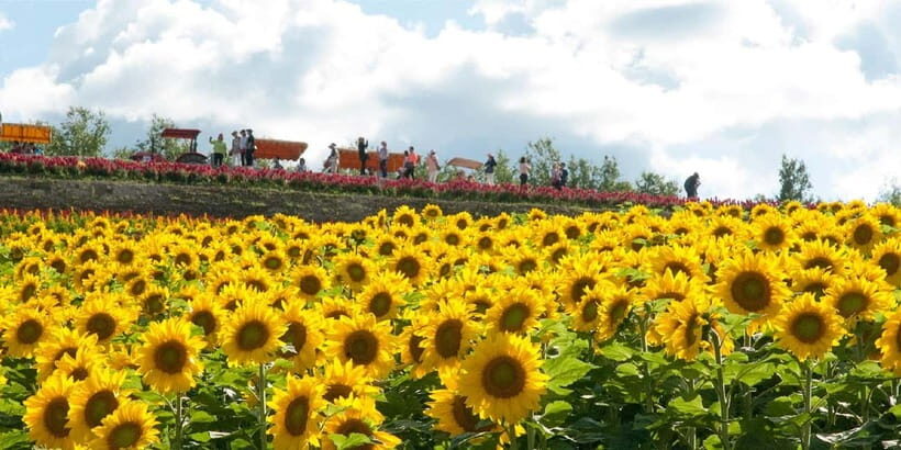 Sapporo: Furano Flower Sea & Biei Blue Pond Tour w/ Pickup - Four Seasons Color Hill (admission included): what to expect seasonally