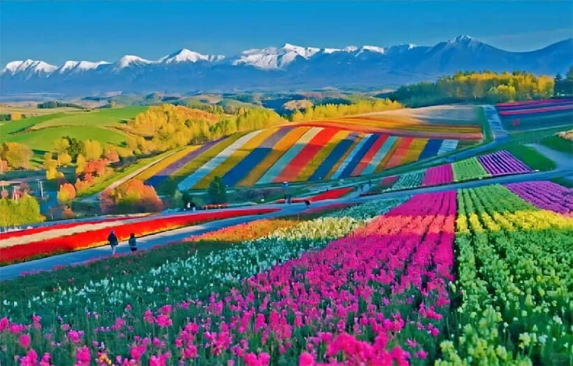 Sapporo: Furano Flower Sea & Biei Blue Pond Tour w/ Pickup - Biei Blue Pond: why that cobalt color is the whole point