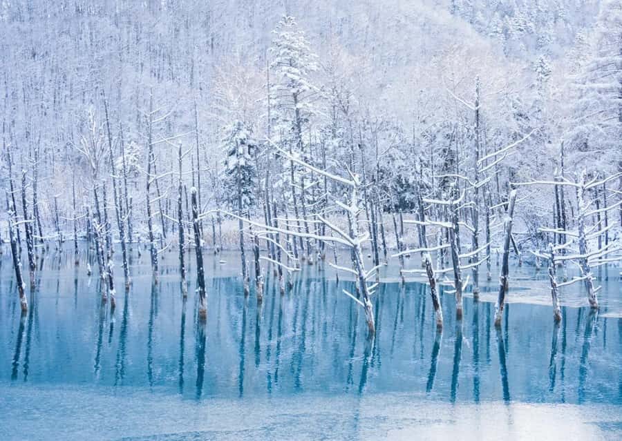 Sapporo: Furano Lavender & Biei Blue Pond Tour with Lunch - Shikisai-no-Oka: Flowers, Alpacas, and a Nice Hour to Wander