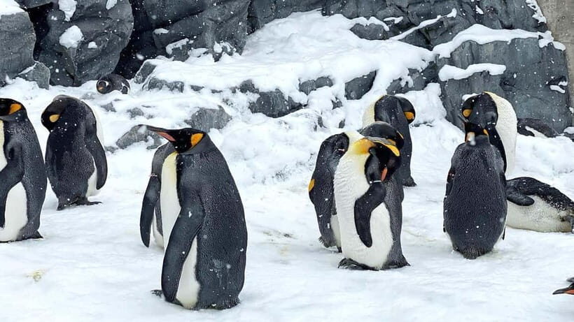 Sapporo Winter : Asahiyama Zoo (Penguin Fun & Snowmobile) - Key things that make this Sapporo winter day feel worth it