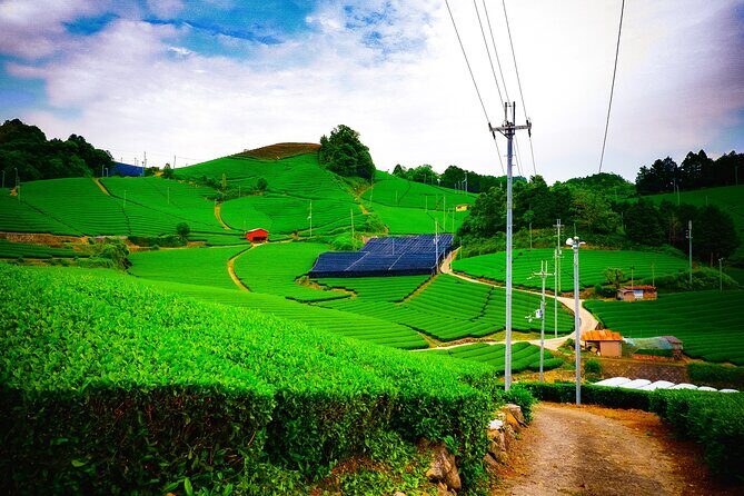Scenic Green Tea Fields of Hidden Kyoto & Local Tea Exp (Private) - Quick hits from Wazuka and beyond