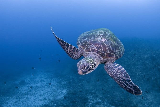 Scuba diving in Yakushima! (Guided Fun Diving for Licensed Guests) - Key Highlights You’ll Care About