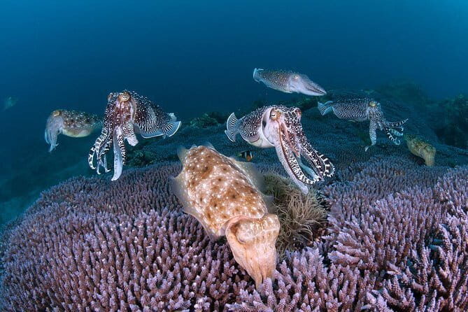 Scuba diving in Yakushima! (Guided Fun Diving for Licensed Guests) - Yakushima’s Forest-to-Sea Feeling Is the Point