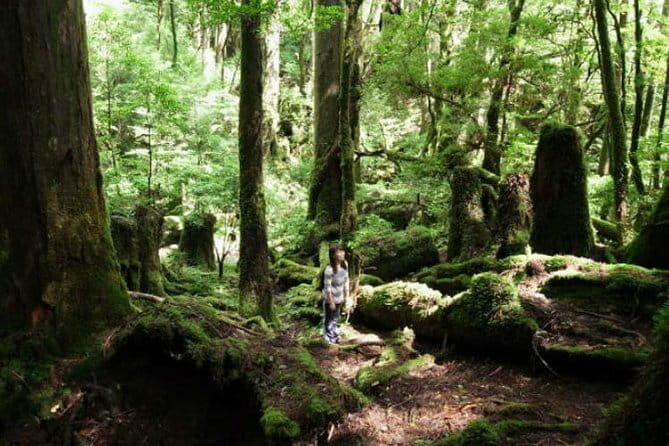 Scuba diving in Yakushima! (Guided Fun Diving for Licensed Guests) - The Underwater Stops: Reef Color, a Lion Fish Mention, and Zero-sen Isso