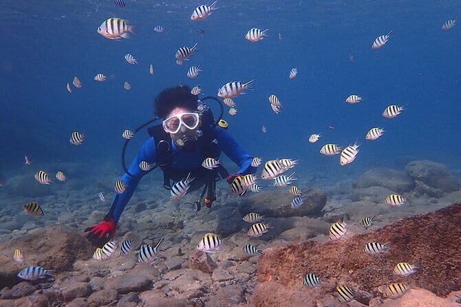 Scuba diving in Yakushima! (Guided Fun Diving for Licensed Guests) - Timing, Lunch on Your Own, and the Miyanoura Shower Finish