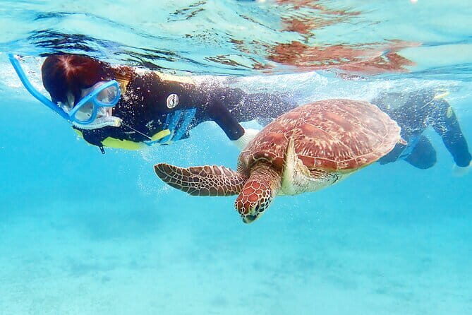 Scuba diving in Yakushima! (Guided Fun Diving for Licensed Guests) - Price and Value: What $121.84 Includes (and Why It Matters)