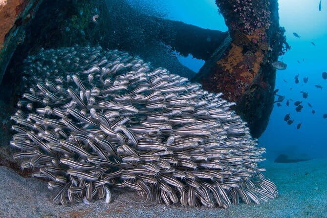 Scuba diving in Yakushima! (Guided Fun Diving for Licensed Guests) - Who Should Book This Yakushima Scuba Session (and Who Might Skip)