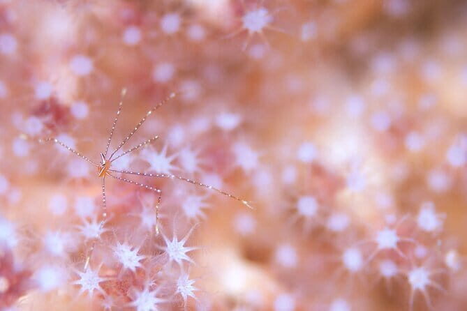 Scuba diving in Yakushima! (Guided Fun Diving for Licensed Guests) - What Happens Underwater: Calm Currents, Buoys, and Backroll Entries