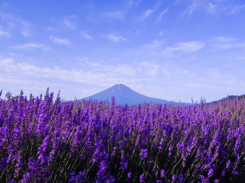 Seasonal Mt. Fuji Scenic Views, Fruit Picking and Ropeway! - Key Points You’ll Actually Care About