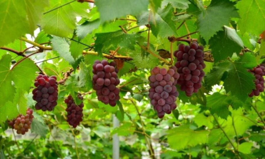 Seasonal Mt. Fuji Scenic Views, Fruit Picking and Ropeway! - Oishi Park and Beyond: What You’ll See Changes With the Season