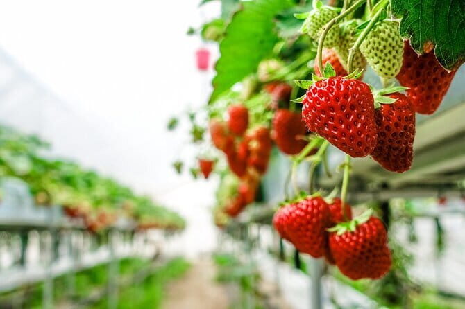 Seasonal Mt. Fuji Scenic Views, Fruit Picking and Ropeway Ride! - Stop-by-Stop: What You’re Actually Doing All Day
