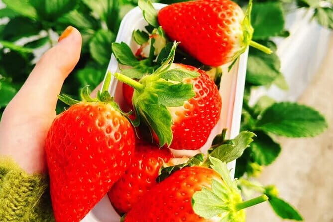 Seasonal Mt. Fuji Scenic Views, Fruit Picking and Ropeway Ride! - Should You Book This Fuji + Fruit Day Trip?