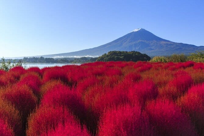Seasonal Mt. Fuji Scenic Views, Fruit Picking and Ropeway Ride! - FAQ