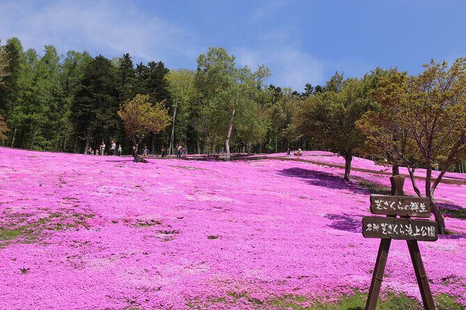 [Shibazakura / Tulip] Going by private car, Shibazakura Takinoue Park and Kamiyubetsu Tulip Park (from Sapporo) - Key things to know before you go