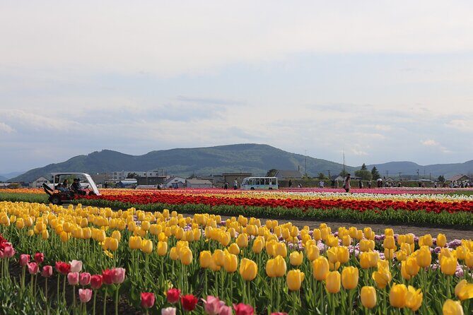 [Shibazakura / Tulip] Going by private car, Shibazakura Takinoue Park and Kamiyubetsu Tulip Park (from Sapporo) - Two May Events, One Long Private Ride From Sapporo