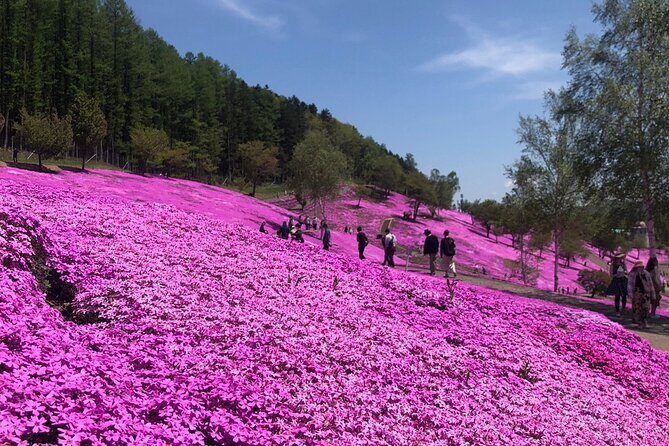 [Shibazakura / Tulip] Going by private car, Shibazakura Takinoue Park and Kamiyubetsu Tulip Park (from Sapporo) - Kamiyubetsu Tulip Park: Over a Million Tulips, 200 Varieties