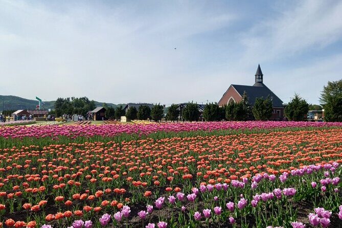 [Shibazakura / Tulip] Going by private car, Shibazakura Takinoue Park and Kamiyubetsu Tulip Park (from Sapporo) - The May Timing Problem: Why Mid-May Usually Feels Safer