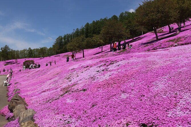 [Shibazakura / Tulip] Going by private car, Shibazakura Takinoue Park and Kamiyubetsu Tulip Park (from Sapporo) - Packing and Day-of Tips for a Smooth Flower Crawl