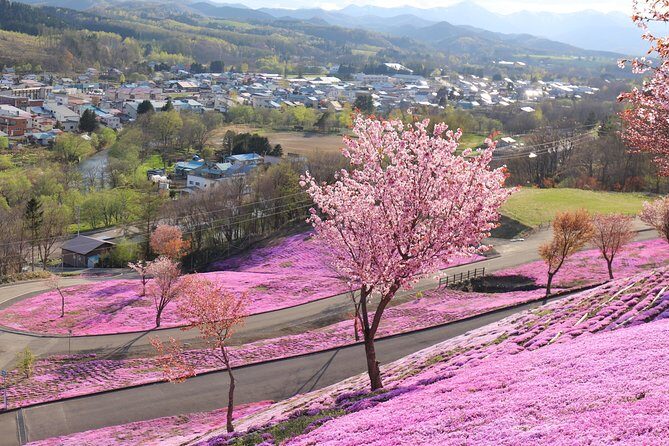 [Shibazakura / Tulip] Going by private car, Shibazakura Takinoue Park and Kamiyubetsu Tulip Park (from Sapporo) - Midday Seafood Stop at Marukaichi Suisan and the Kanimeshi Moment