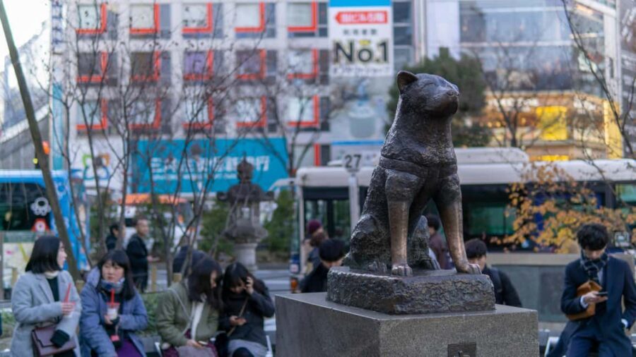 Shibuya: Crossing, Hachiko & Shibuya Sky Guided Tour - Price and value: what you’re really paying for at $87