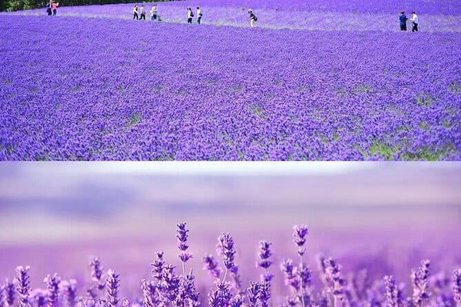 Shikisai-no-Oka and Furano Tour with buffet lunch from Sapporo - Price and what you really get for $94.99