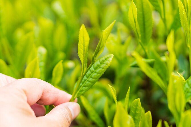 Shizuoka Tea Picking Private Experience - Meet Your Guide: The Part That Makes It Feel Like Family