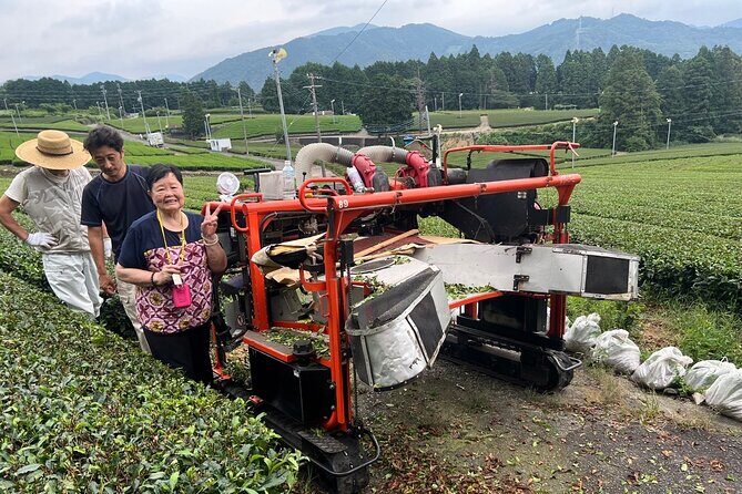 Shizuoka Tea Picking Private Experience - Tea Picking at Sakyo: What You Do in the Fields
