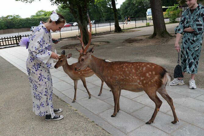 Shore Excursion: Full Day Private Nara Tour from Osaka /Kobe port - What Makes This Nara Day Work