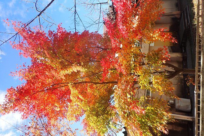 Short Morning Cycling Tour in Hida - What’s included, what’s not, and what to bring