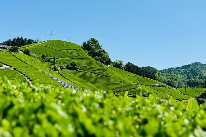 Slow Cycling Tour at Uji's Matcha Green Tea Fields and Heritage - Amagase Dam and the Uji River trail: the calm part of the loop