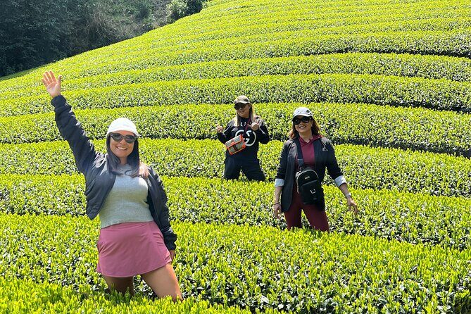 Small Group Japanese Green Tea Tasting in Shizuoka - Key Highlights to Know Before You Go