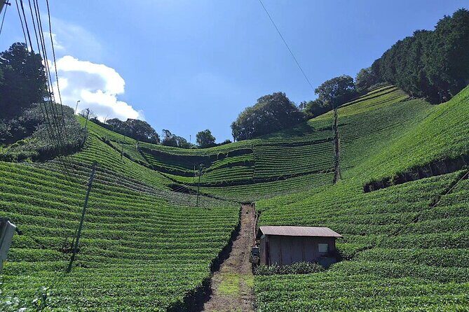 Small Group Japanese Green Tea Tasting in Shizuoka - From Shizuoka Station at 9:00: How the Day Really Moves