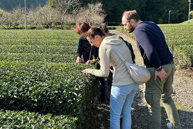 Small Group Japanese Green Tea Tasting in Shizuoka - The Green Tea Flight: How to Taste Like You Mean It