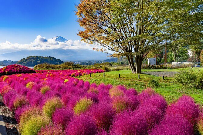 Small Group Tour Mount Fuji and Lake Kawaguchi from Tokyo - Oishi Park by Lake Kawaguchi: the best spot to slow down and watch Fuji