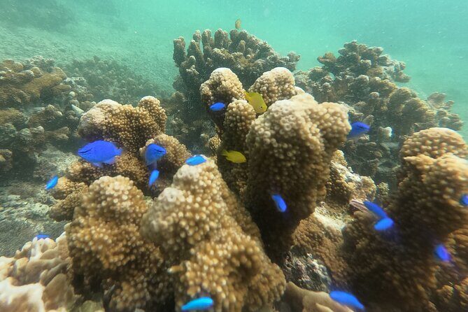 Snorkeling in Okinawa: Private booking - Getting to the water: Motobu-cho meeting point and beach-entry reality