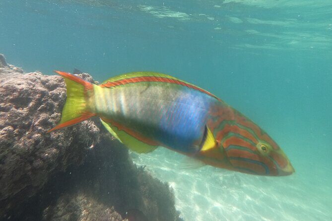 Snorkeling in Okinawa: Private booking - In the water: coral, fish, and the reef-drop-off option
