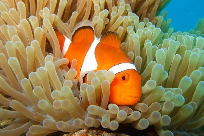 Snorkeling in The Blue Cave from a Boat - Who should book, and who should skip