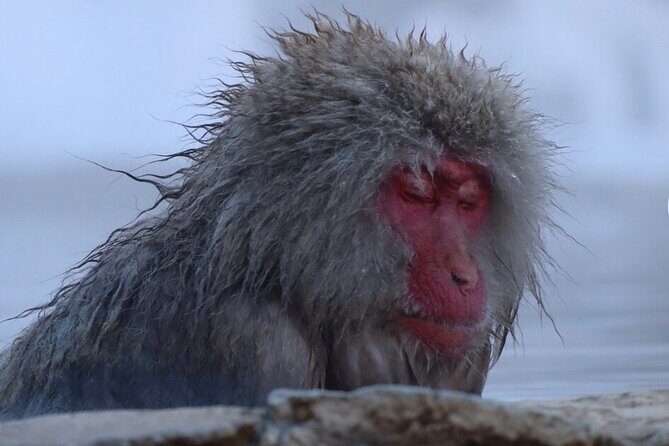 Snow Monkey Nagano Day Tour by Car English Driver in Person Guide - Why this Nagano snow monkey day works so well from Tokyo