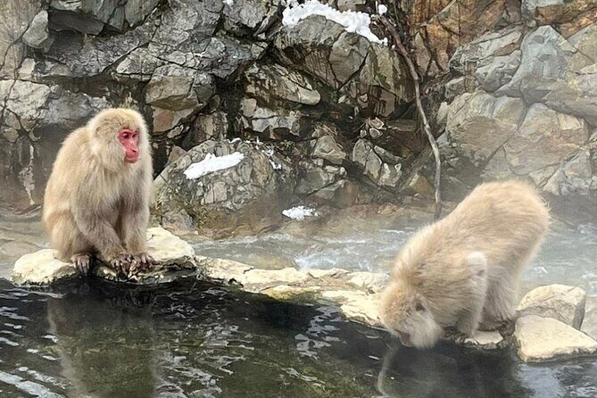 Snow Monkey Nagano Day Tour by Car English Driver in Person Guide - What to bring (so you’re comfortable during the key moments)