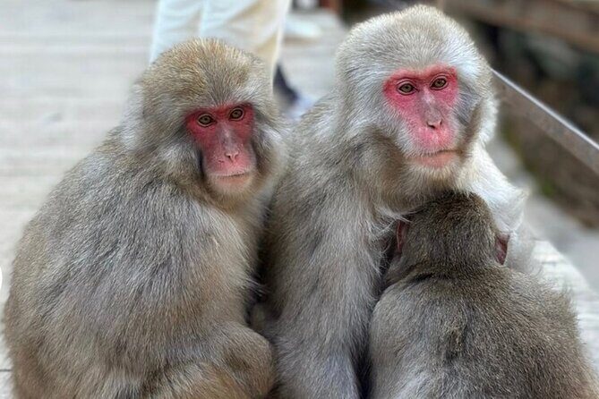 Snow Monkey Nagano Day Tour by Car English Driver in Person Guide - Hotel pickup, meet-and-greet, and driver/guide support you can count on