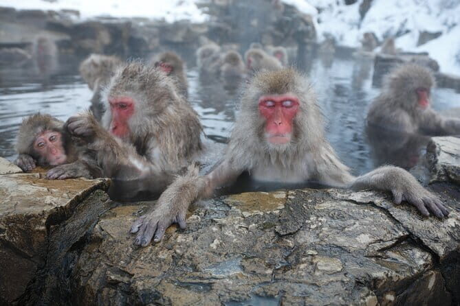 Snow Monkey Park and Miso Production Tour Bullet Train from Tokyo - Key Things to Know Before You Go