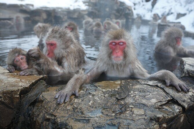 Snow Monkey Park & Miso Production Day Tour from Nagano - Quick take: what matters most